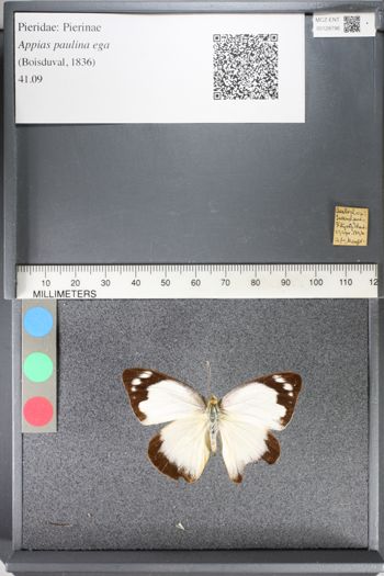 Media type: image;   Entomology 128796